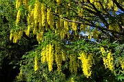 20 Sul sent. 101 spettacolo di maggiociondoli in fiore !